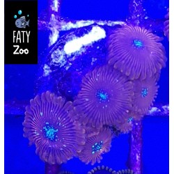 Zoanthus red magician