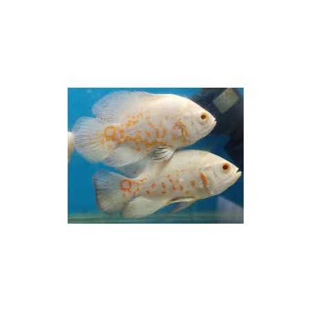 Oscar albino 5-6cm