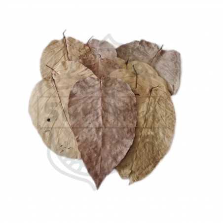 Hoja del sal 10und