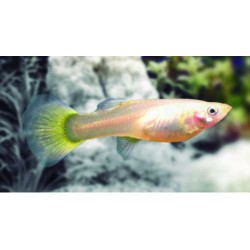 Guppy hembra amarillo alemán