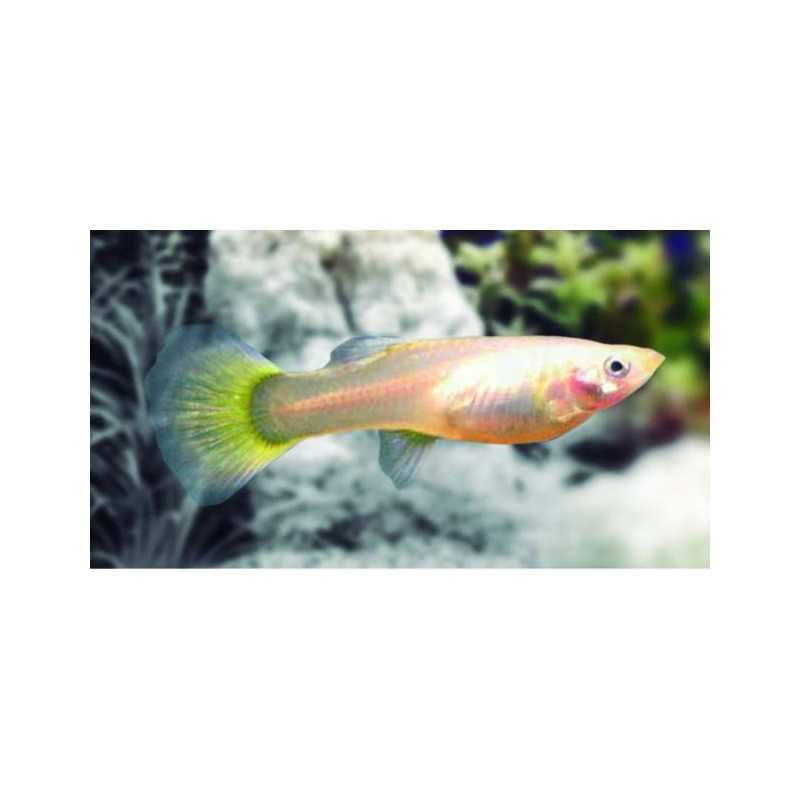 Guppy hembra amarillo alemán