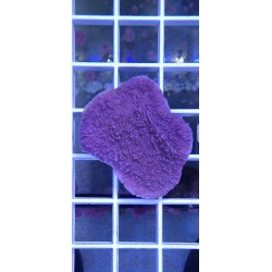 Montipora  Plato Morada