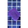 Montipora  Plato Morada