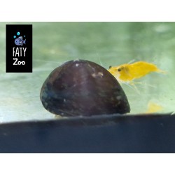 Caracol casco negro (neritina pulligera)