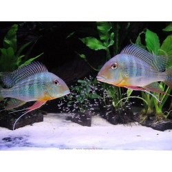 Geophagus altifrons...