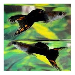 Guppy macho black devil