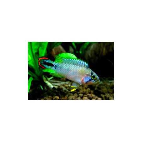 apistogramma pandurini