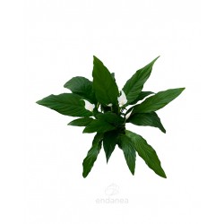 spathiphyllum green