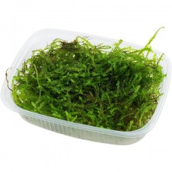 Javamos Aquaplant -...