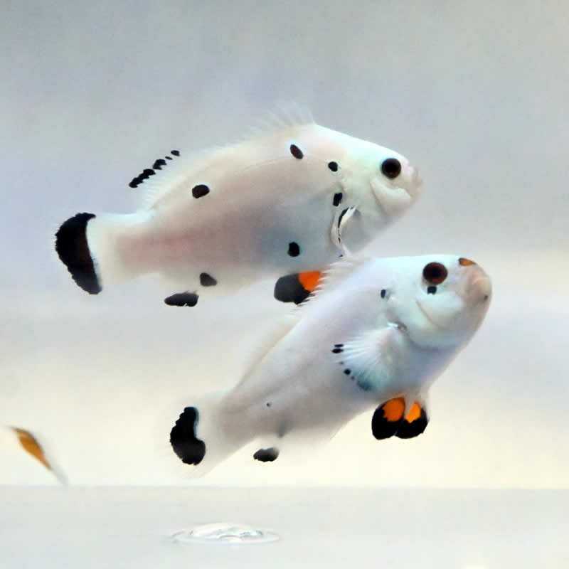 Ocellaris plasma storm