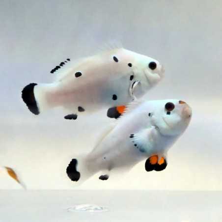 Ocellaris plasma storm