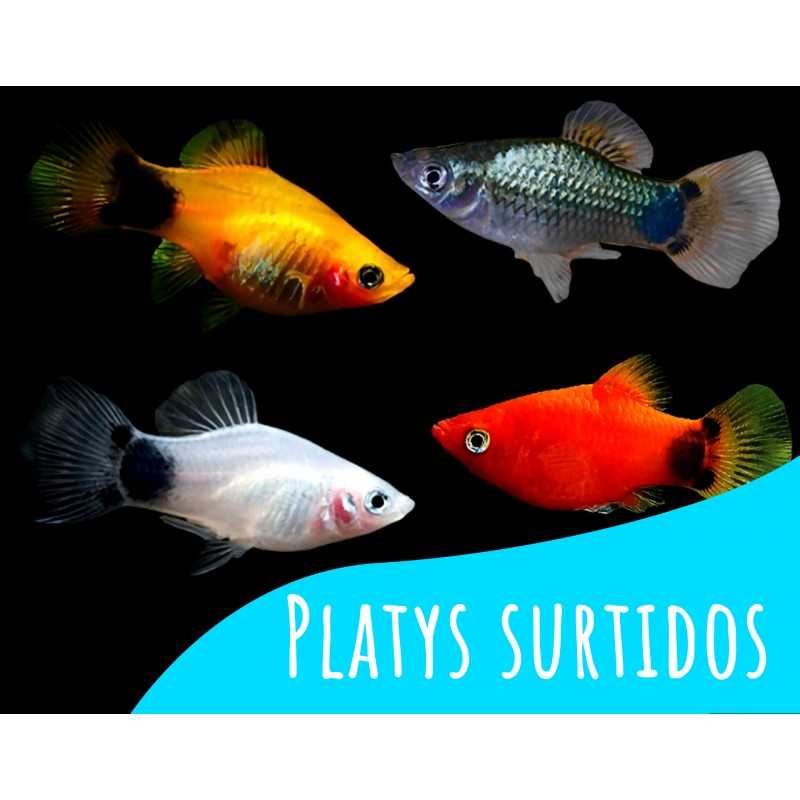 Oferta 6 und Platys Surtidos