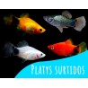 Oferta 6 und Platys Surtidos