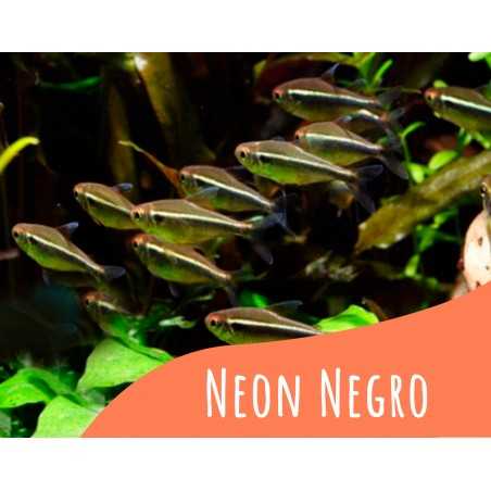 Neon negro 6