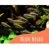 Neon negro 6