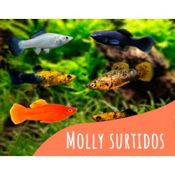 MOLLY SURTIDO 6 und