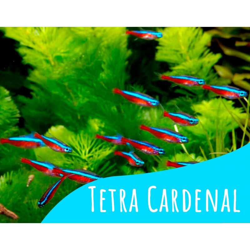 Tetra cardenal  6 und