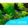 Tetra cardenal  6 und