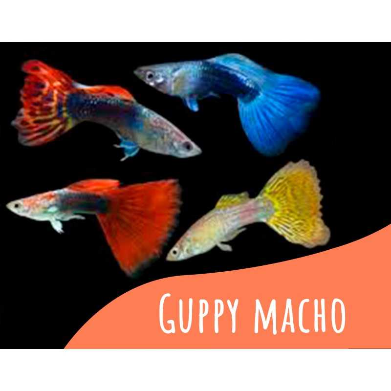 Oferta 5 und Guppy macho