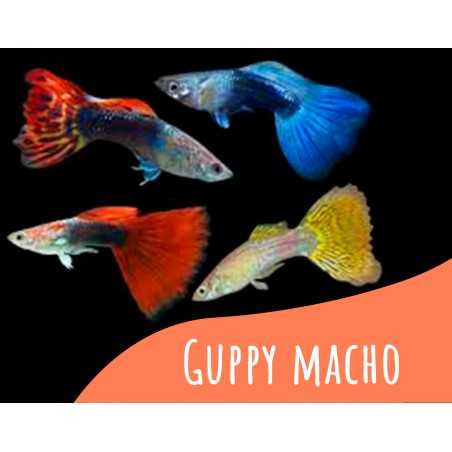 Oferta 5 und Guppy macho