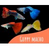 Oferta 5 und Guppy macho