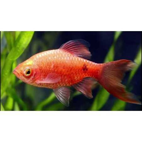 Barbo Conchonius velo red