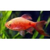 Barbo Conchonius velo red