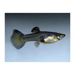 Guppy hembra full black