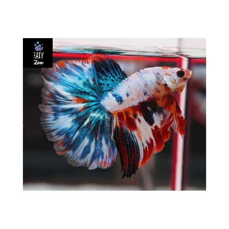 BETTA MACHO HALFMOON DRAGON MIX