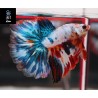 BETTA MACHO HALFMOON DRAGON MIX