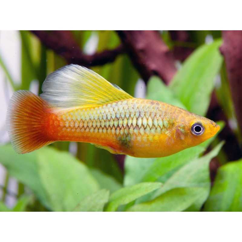 PLaty xiphophorus variatus sunset simpson