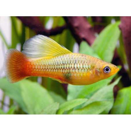 PLaty xiphophorus variatus sunset simpson