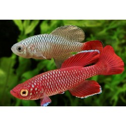 nothobranchius korthausae...