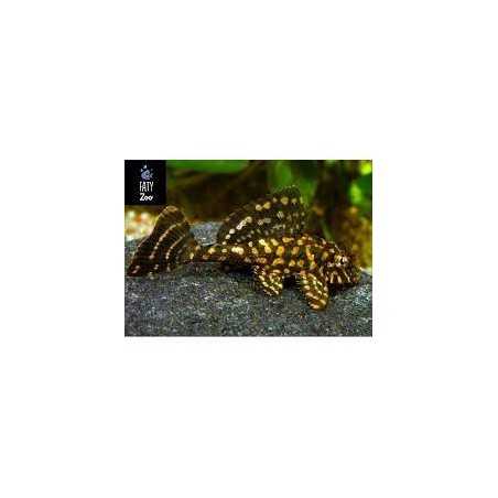 Plecostomus naranja marmol