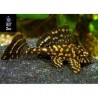 Plecostomus naranja marmol