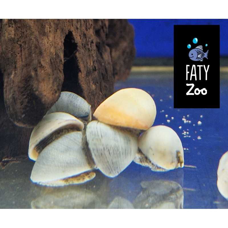 CARACOL ICEBERG Neritina sp.