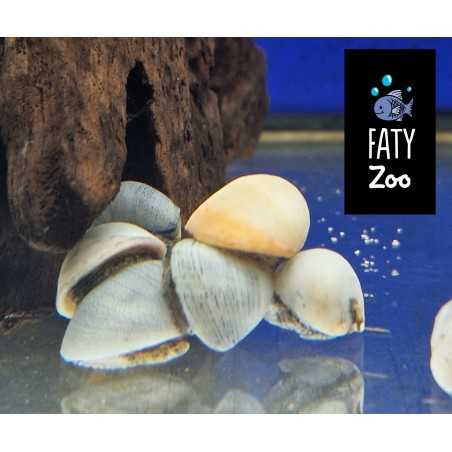 CARACOL ICEBERG Neritina sp.