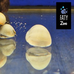 CARACOL ICEBERG Neritina sp.