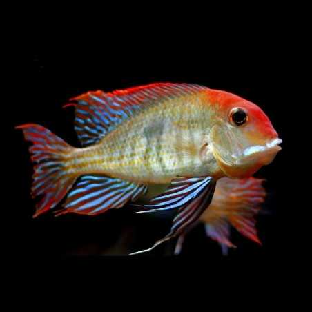 Geophagus red head tapajos 4-5cm