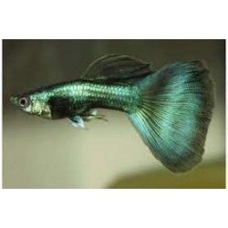 Guppy macho verde moscow