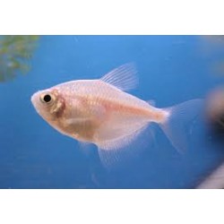 monjita gymnocorymbus...