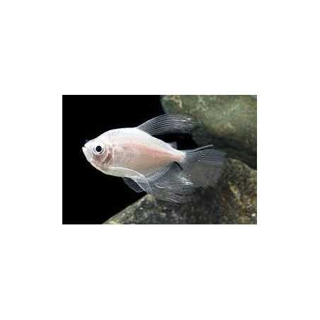 monjita gymnocorymbus ternetzi gold long fin