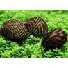 caracol neritina tigre