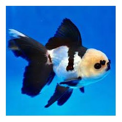 Oranda Panda (Carassius...