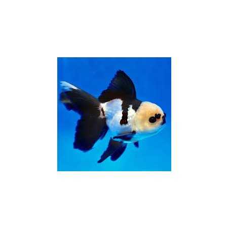 Oranda Panda (Carassius auratus) 6-7cm