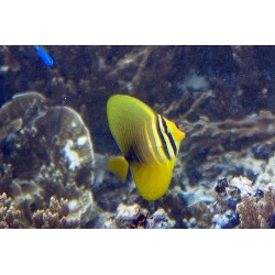 Zebrasoma Veliferum S