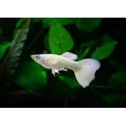 Guppy macho white luminus
