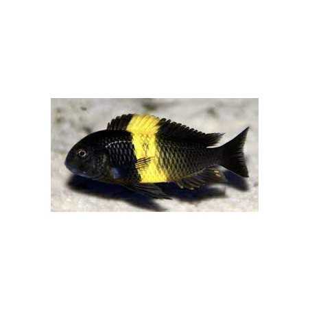 Tropheus moorii kiriza