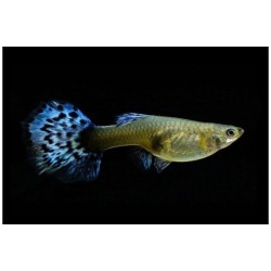 GUPPY HEMBRA cobra azul