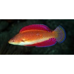 cirrhilabrus rubrinnis